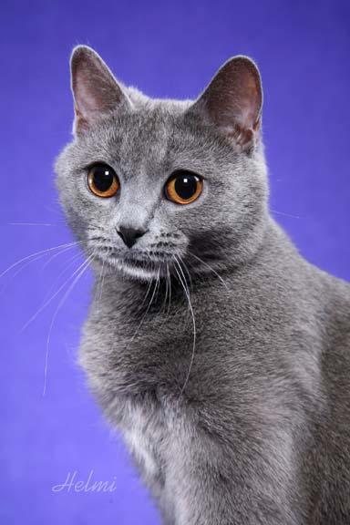 Istoria Chartreux, aspectul, caracterul și de îngrijire (caracter) Istoria Chartreux, aspectul, caracterul și îngrijirea