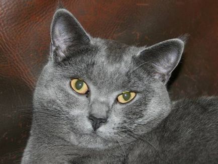 Istoria Chartreux, aspectul, caracterul și de îngrijire (de îngrijire) Istoria Chartreux, aspectul, caracterul și îngrijirea