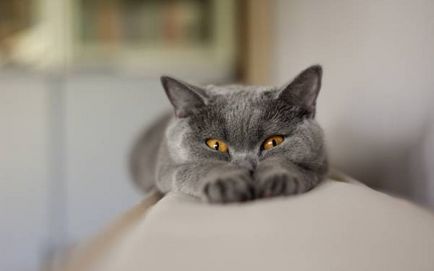 Istoria Chartreux, aspectul, caracterul și de îngrijire (Chartreuse) Istoria Chartreux, aspectul, caracterul și îngrijirea
