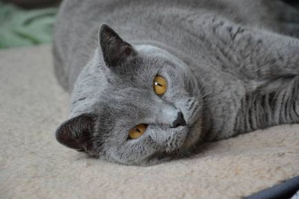 Istoria Chartreux, aspectul, caracterul și de îngrijire (Chartreuse) Istoria Chartreux, aspectul, caracterul și îngrijirea