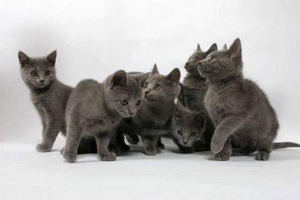 Istoria Chartreux, aspectul, caracterul și de îngrijire (de îngrijire) Istoria Chartreux, aspectul, caracterul și îngrijirea