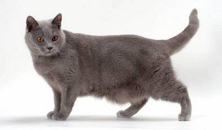 Istoria Chartreux, aspectul, caracterul și de îngrijire (de îngrijire) Istoria Chartreux, aspectul, caracterul și îngrijirea