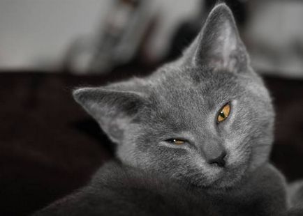 Istoria Chartreux, aspectul, caracterul și de îngrijire (caracter) Istoria Chartreux, aspectul, caracterul și îngrijirea
