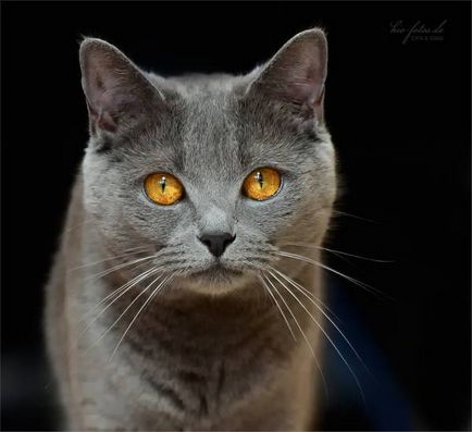 Istoria Chartreux, aspectul, caracterul și de îngrijire (caracter) Istoria Chartreux, aspectul, caracterul și îngrijirea
