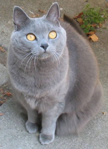 Istoria Chartreux, aspectul, caracterul și de îngrijire (caracter) Istoria Chartreux, aspectul, caracterul și îngrijirea