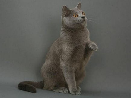 Istoria Chartreux, aspectul, caracterul și de îngrijire (de îngrijire) Istoria Chartreux, aspectul, caracterul și îngrijirea