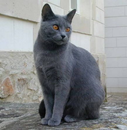 Istoria Chartreux, aspectul, caracterul și de îngrijire (caracter) Istoria Chartreux, aspectul, caracterul și îngrijirea