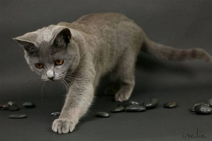 Istoria Chartreux, aspectul, caracterul și de îngrijire (caracter) Istoria Chartreux, aspectul, caracterul și îngrijirea