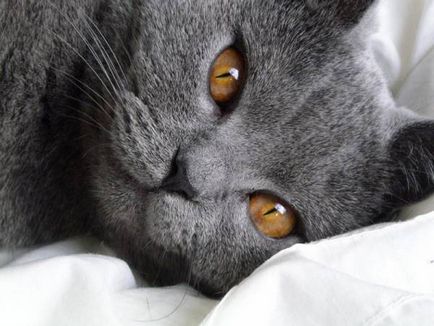 Istoria Chartreux, aspectul, caracterul și de îngrijire (caracter) Istoria Chartreux, aspectul, caracterul și îngrijirea