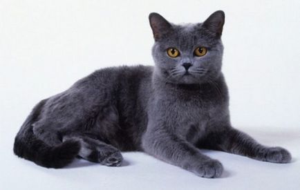 Istoria Chartreux, aspectul, caracterul și de îngrijire (de îngrijire) Istoria Chartreux, aspectul, caracterul și îngrijirea