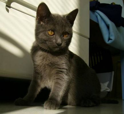 Istoria Chartreux, aspectul, caracterul și de îngrijire (de îngrijire) Istoria Chartreux, aspectul, caracterul și îngrijirea
