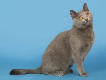 Istoria Chartreux, aspectul, caracterul și de îngrijire (Chartreuse) Istoria Chartreux, aspectul, caracterul și îngrijirea
