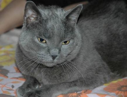 Istoria Chartreux, aspectul, caracterul și de îngrijire (de îngrijire) Istoria Chartreux, aspectul, caracterul și îngrijirea