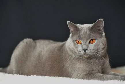 Istoria Chartreux, aspectul, caracterul și de îngrijire (caracter) Istoria Chartreux, aspectul, caracterul și îngrijirea