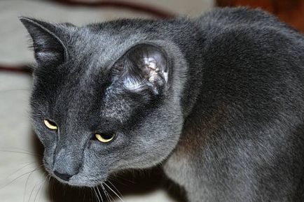 Istoria Chartreux, aspectul, caracterul și de îngrijire (caracter) Istoria Chartreux, aspectul, caracterul și îngrijirea