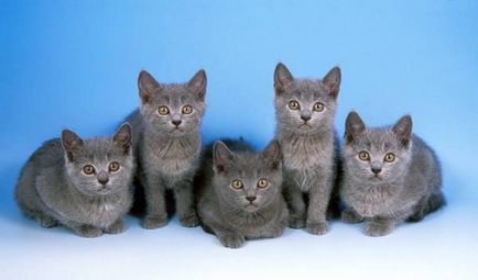 Istoria Chartreux, aspectul, caracterul și de îngrijire (Chartreuse) Istoria Chartreux, aspectul, caracterul și îngrijirea