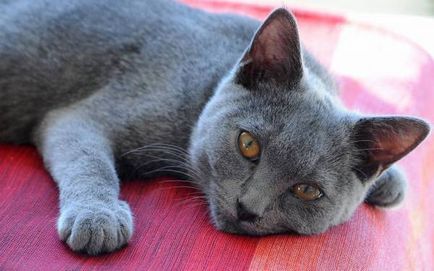 Istoria Chartreux, aspectul, caracterul și de îngrijire (Chartreuse) Istoria Chartreux, aspectul, caracterul și îngrijirea