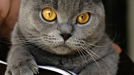 Istoria Chartreux, aspectul, caracterul și de îngrijire (Chartreuse) Istoria Chartreux, aspectul, caracterul și îngrijirea
