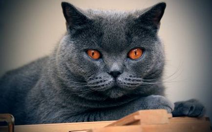 Istoria Chartreux, aspectul, caracterul și de îngrijire (Chartreuse) Istoria Chartreux, aspectul, caracterul și îngrijirea