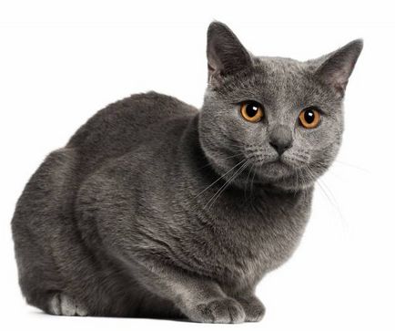 Istoria Chartreux, aspectul, caracterul și de îngrijire (caracter) Istoria Chartreux, aspectul, caracterul și îngrijirea