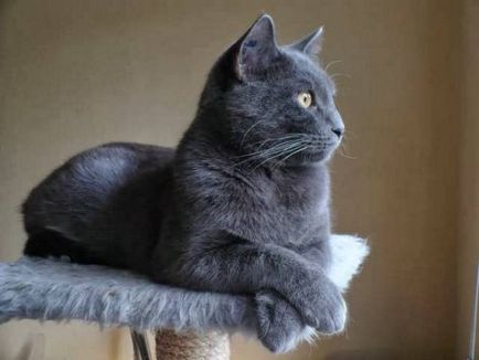 Istoria Chartreux, aspectul, caracterul și de îngrijire (Chartreuse) Istoria Chartreux, aspectul, caracterul și îngrijirea
