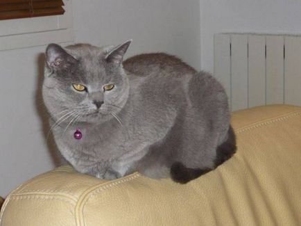 Istoria Chartreux, aspectul, caracterul și de îngrijire (de îngrijire) Istoria Chartreux, aspectul, caracterul și îngrijirea