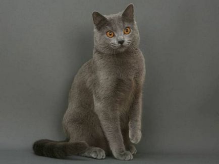 Istoria Chartreux, aspectul, caracterul și de îngrijire (Chartreuse) Istoria Chartreux, aspectul, caracterul și îngrijirea