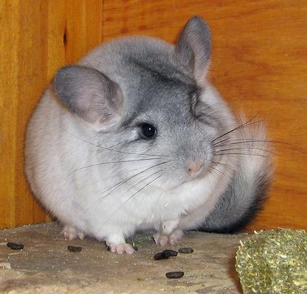 Chinchilla - întreținere și îngrijire (sinsila) Chinchilla - întreținere și îngrijire