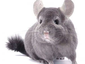 Conținutul chinchilla la domiciliu - celhozportal (condiții) Conținutul chinchilla la domiciliu - celhozportal