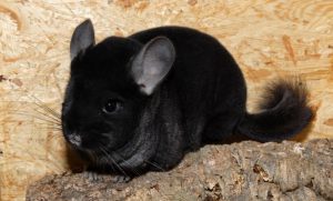 Conținutul chinchilla la domiciliu - celhozportal (sinsila) Conținutul chinchilla la domiciliu - celhozportal
