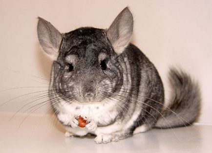Chinchilla - îngrijire și întreținere la domiciliu (acasa chinchila) Chinchilla - îngrijire și întreținere la domiciliu