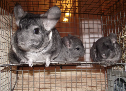 Chinchilla - îngrijire și întreținere la domiciliu (de îngrijire) Chinchilla - îngrijire și întreținere la domiciliu