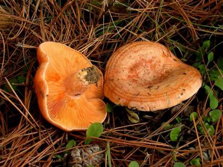 Shlyapochnye ciuperci (foto 41) care constă dintr-un corp de fructe, aceasta funcționează ca structură formată