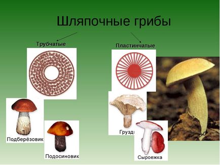 Shlyapochnye ciuperci (foto 41) care constă dintr-un corp de fructe, aceasta funcționează ca structură formată