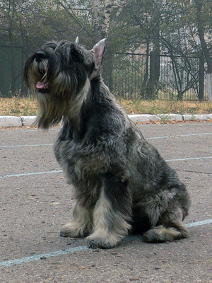 Schnauzer (schnauzer, schnauzer miniatură) fotografie și o descriere a soiurilor rasa de caini, istorie