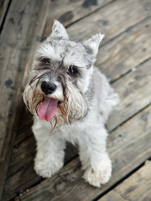 Schnauzer (schnauzer, schnauzer miniatură) fotografie și o descriere a soiurilor rasa de caini, istorie