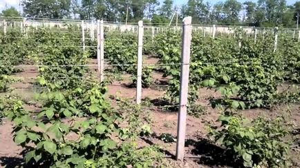 Tapiterie pentru cultivarea mure, cu mâinile, odihnindu ca cravata (sa) Tapiterie pentru cultivarea mure, cu mâinile, odihnindu ca cravată