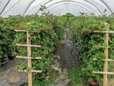 Tapiterie pentru cultivarea mure, cu mâinile, odihnindu ca cravată (cravată) Tapiterie pentru cultivarea mure, cu mâinile, odihnindu ca cravată