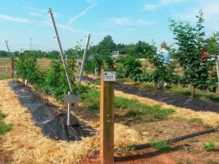 Tapiterie pentru cultivarea mure, cu mâinile, odihnindu ca cravată