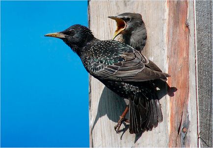 Starling - Fotografii, descriere, habitat, dieta, reproducerea