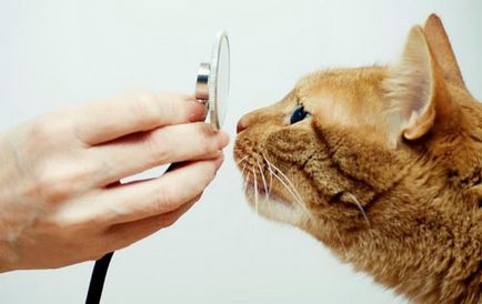 Orbire la pisici cauzele și îngrijirea acestor animale, video