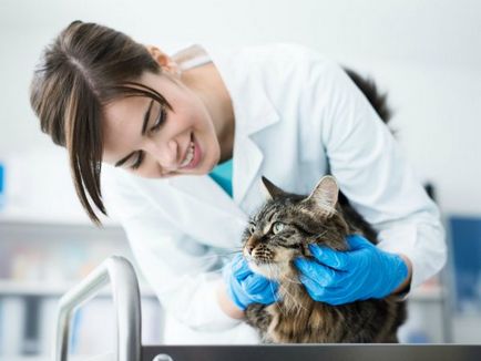 Orbire la pisici cauzele și îngrijirea acestor animale, video