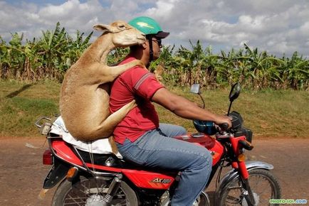 ovine și caprine poze amuzante de capre și oi, fotografii, desene, distractie cu berbeci sau distracție Funny