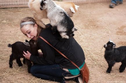 ovine și caprine poze amuzante de capre și oi, fotografii, desene, distractie cu berbeci sau distracție Funny