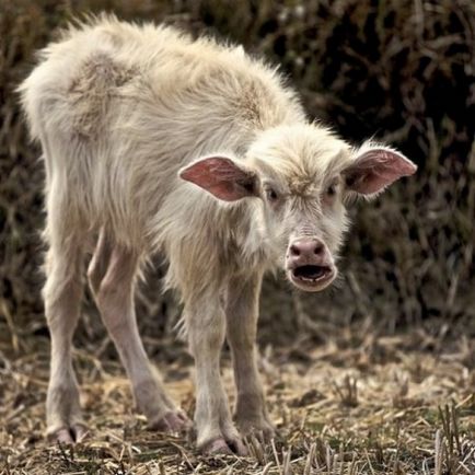 ovine și caprine poze amuzante de capre și oi, fotografii, desene, distractie cu berbeci sau distracție Funny