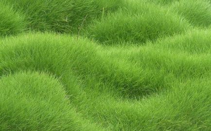 Vis vis interpretare a ceea ce iarba verde