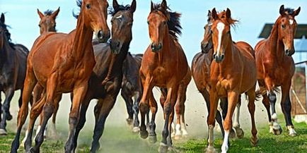 Interpretarea de vis turma de cai ce visează o turma de cai într-un vis