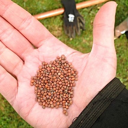 Datele de plantare, îngrijire, cultivarea de ridiche video de Margelan