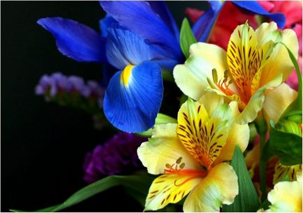 Buchet de irisi si trandafiri, gerbera, crizanteme (foto)