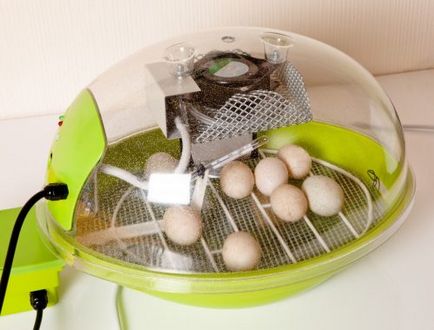 Temperatura în incubator pentru ouăle de pui la incubație